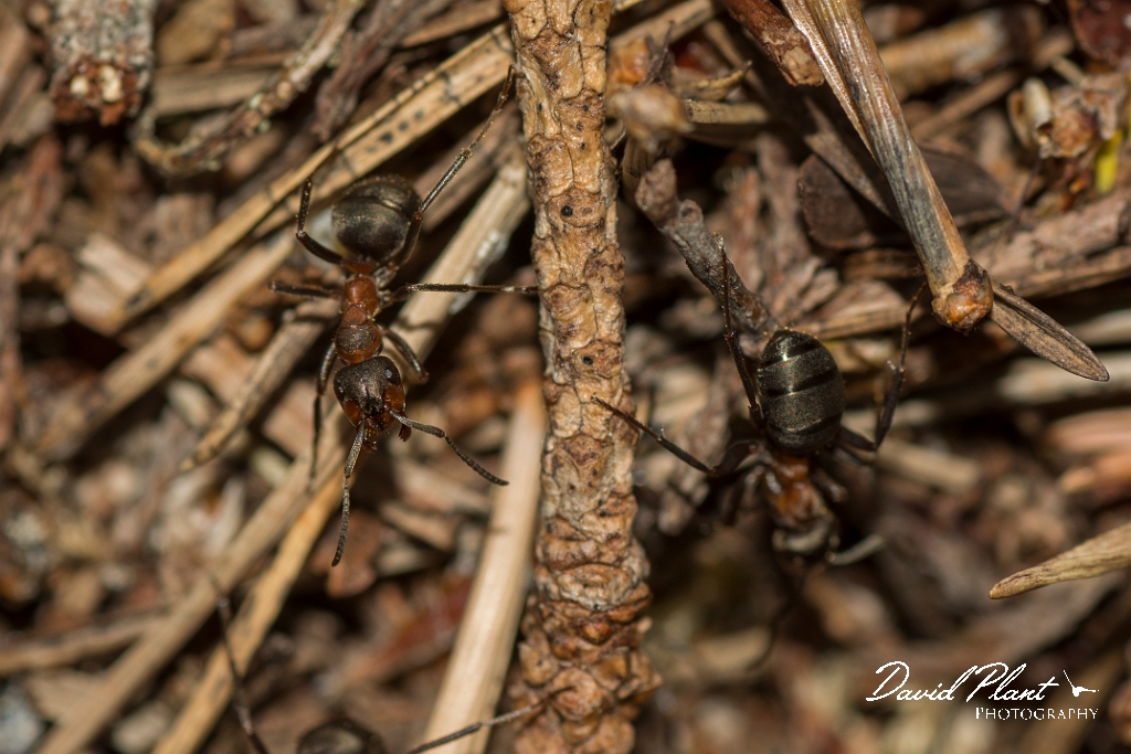 David Plant Photography - Wildlife Photography - Formica lugubris - F.jpg - Hairy wood ant, Formica lugubris - Perth and Kinross